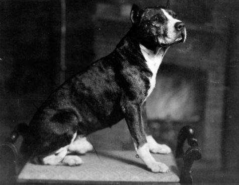 The Controversial History of Duke the Bulldog