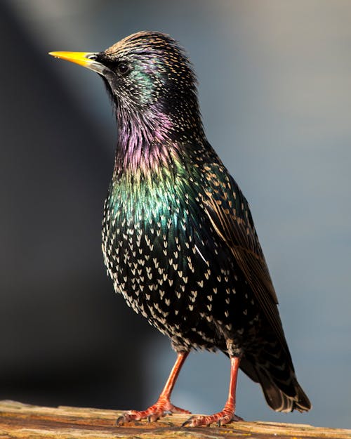 Does Anyone Love A Starling?